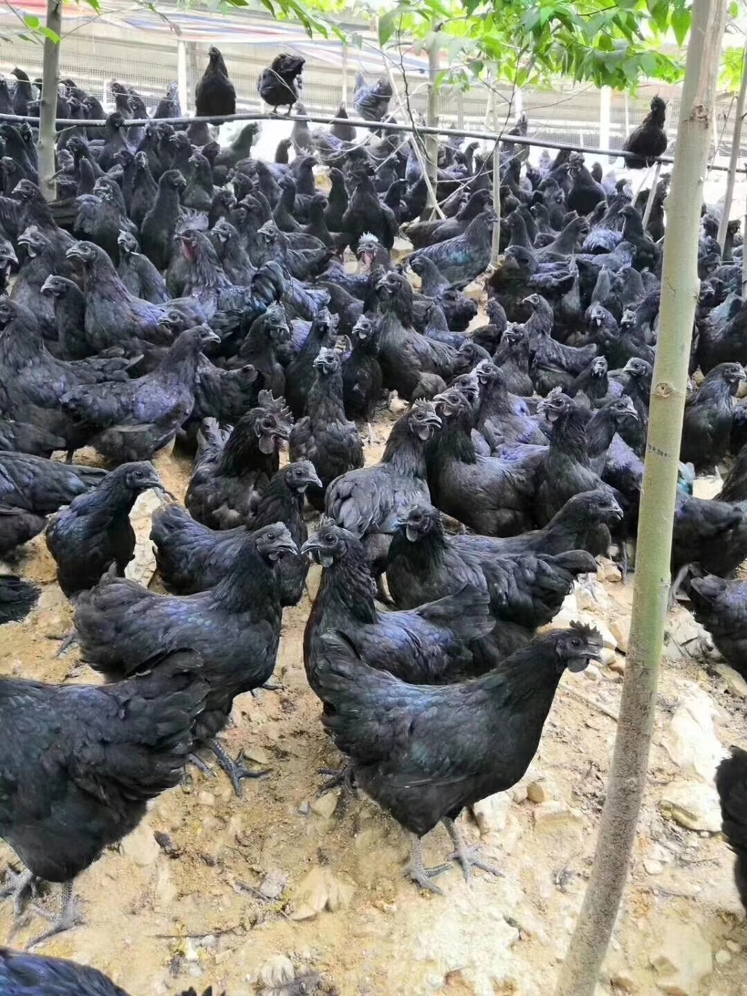 五黑綠殼蛋雞