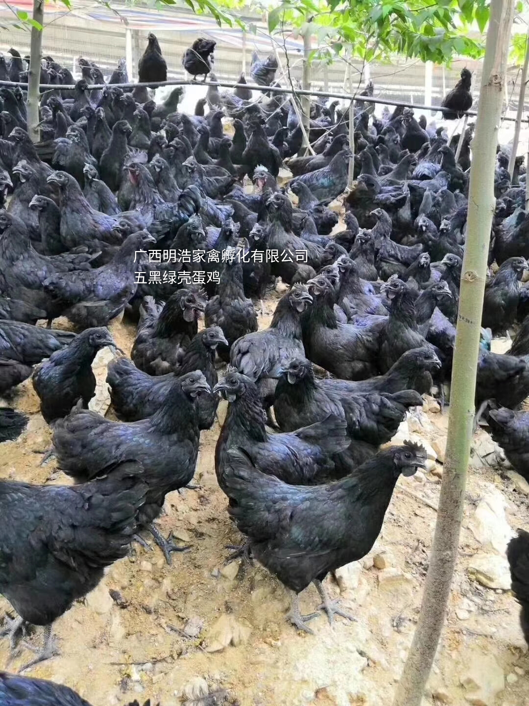 五黑一綠蛋雞